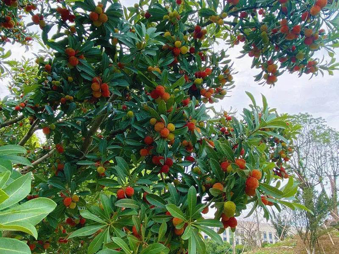 風(fēng)景這邊獨(dú)好！東大環(huán)境美景一覽，請(qǐng)查收